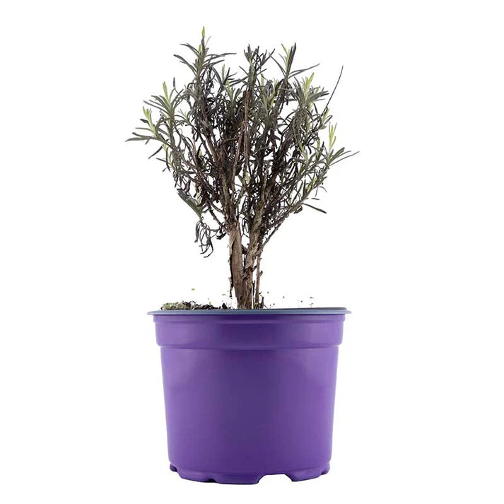 Lavender Plant