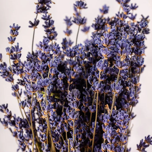 Dried Lavender Bunch